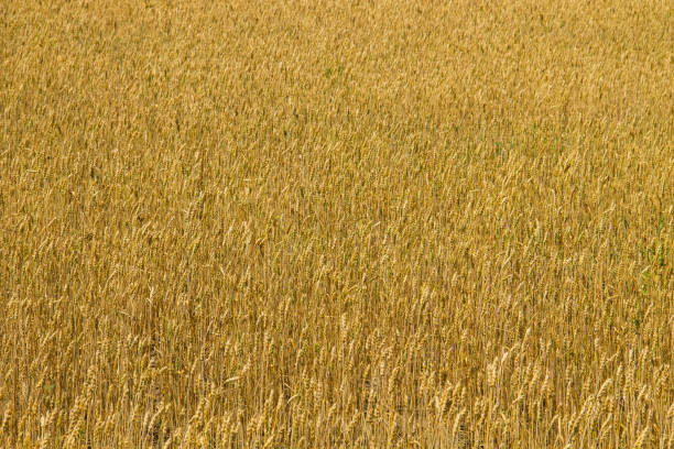 поле спелой золотой пшеницы крупным планом - kansas wheat bread midwest usa стоковые фото и изображения