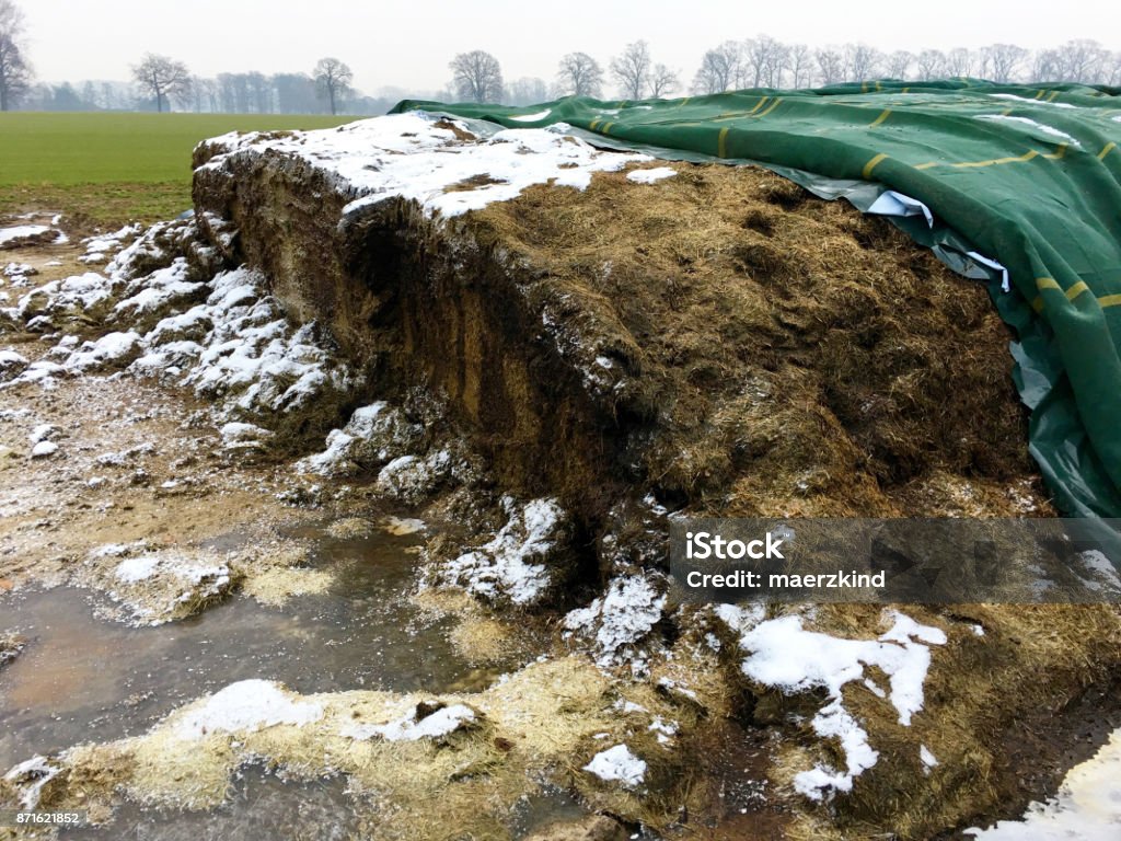 Fermented Animal Feed Under A Green Tarp On A Field Stock Photo - Download  Image Now - iStock