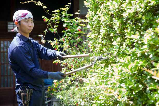 istock Young Japanese Gardener 871621958