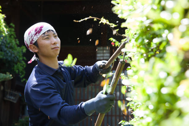 istock Young Japanese Gardener 871622386