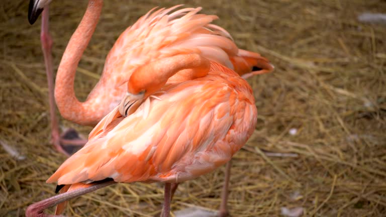 Flamingo bird