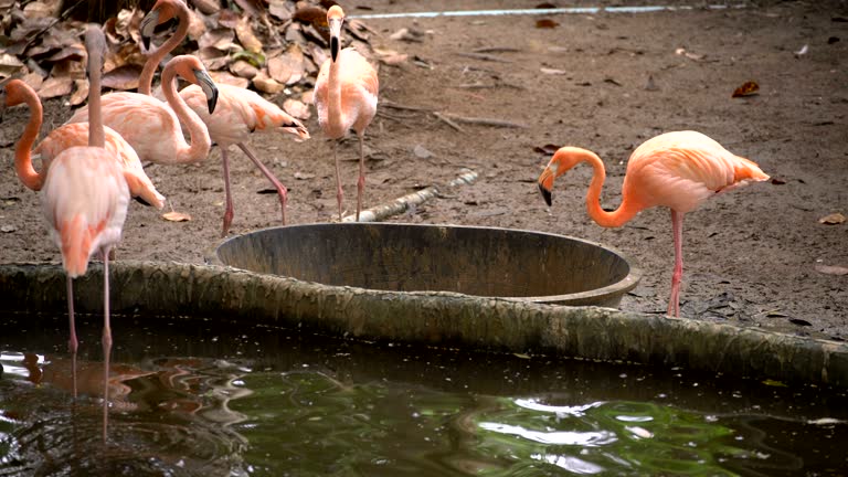 Flamingo bird