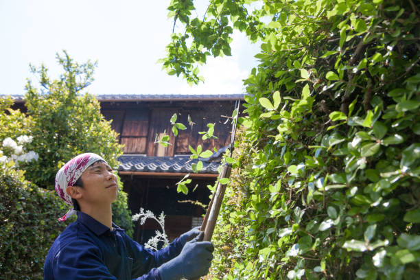 istock Young Japanese Gardener 871628742