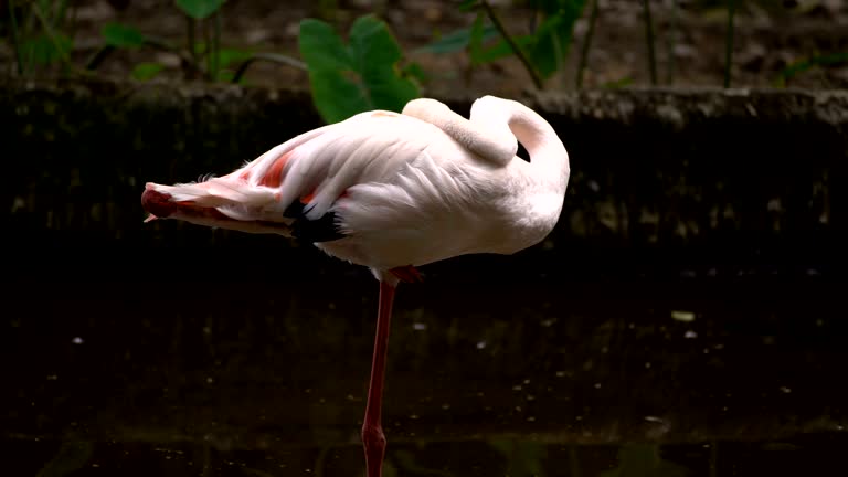 Flamingo bird