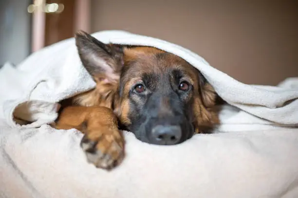 Photo of Cute German Shepherd in a blanket on bed.