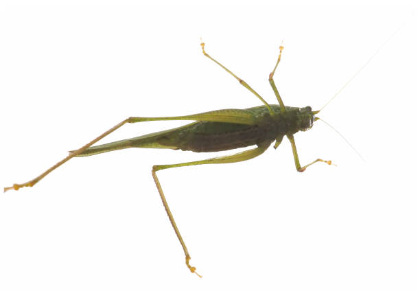istock grasshopper insect animal over white 871634744