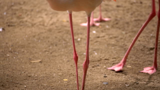 Flamingo bird