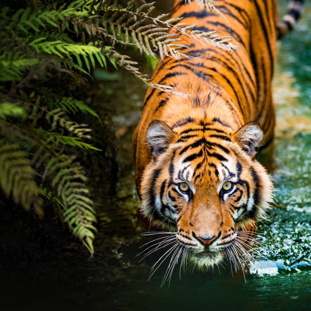 tigre - endangered species fotos - fotografias e filmes do acervo