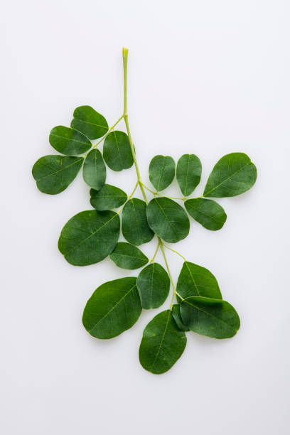 Fresh Organic Moringa Leaves Isolated on White Background High resolution image of fresh green organic moringa leaves on white background shot in studio moringa leaves stock pictures, royalty-free photos & images