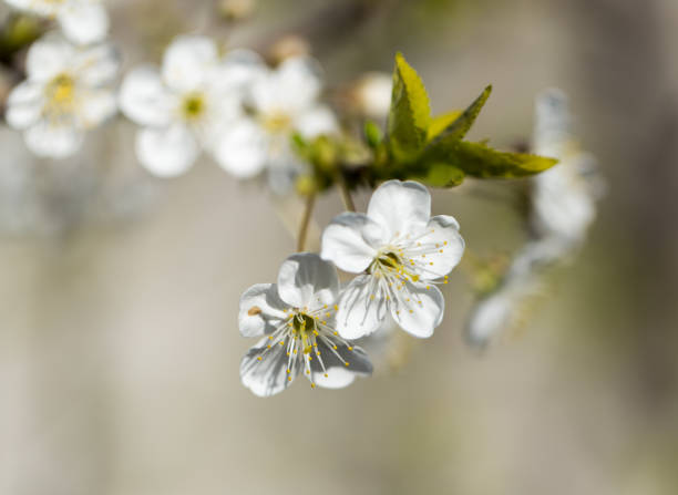 istock flowers on the tree in nature 871653000