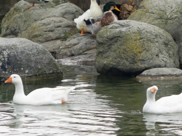 istock floating in the lake,ducks,natural 871653244