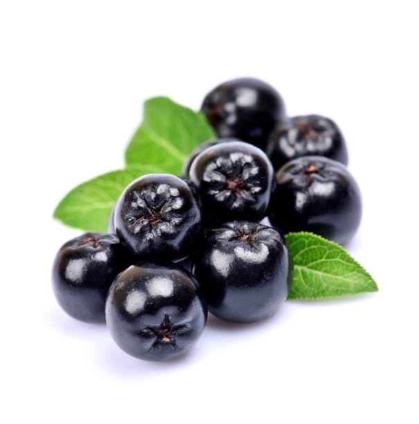 Black chokeberry close up stock photo