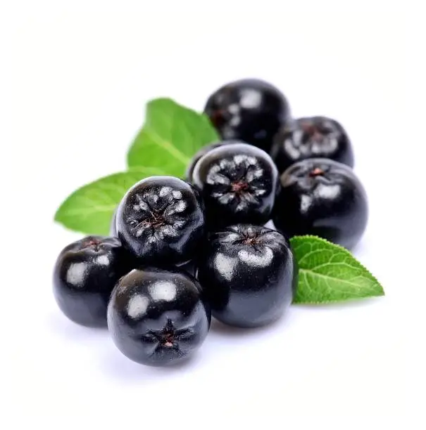 Black chokeberry close up. Black aronia berries.