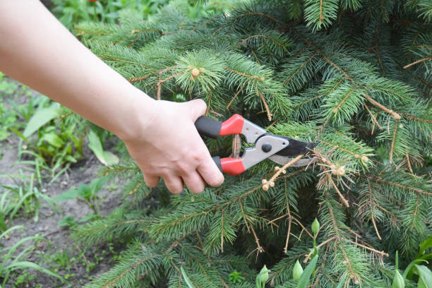 istock Gardener hand cut tree branch with bypass secateurs after Sun scald on evergreen tree. Pruning Blue spruce. 871656532