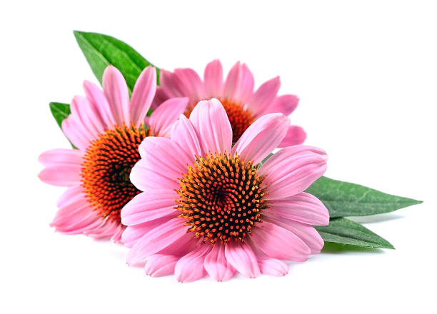 Echinacea flowers Echinacea flowers close up isolated on white backgrounds. Medicinal plant. hedgehog animal mammal isolated stock pictures, royalty-free photos & images