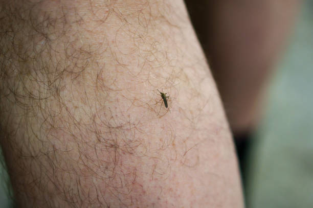 istock mosquito, insect, biting, flying, insecticides, vermin, gnats, midges 871656738
