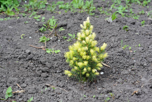 istock Transplant Picea glauca Rainbow's End with Roots. 871656764