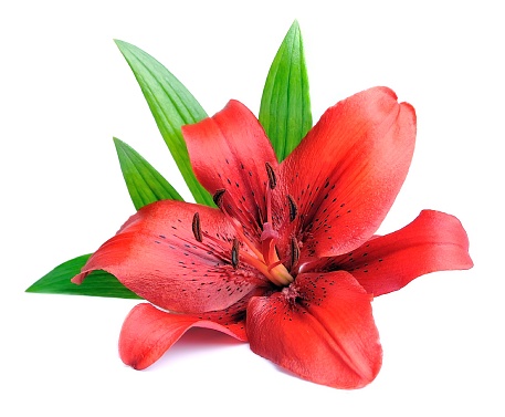 Red lily with leaves. Isolated on white background