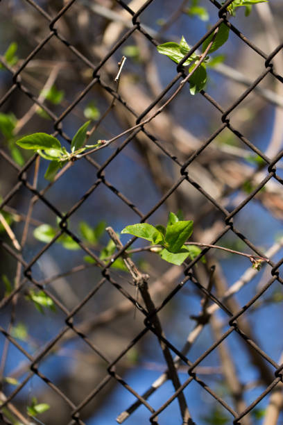 istock Steel wire mesh fence with trees 871657368