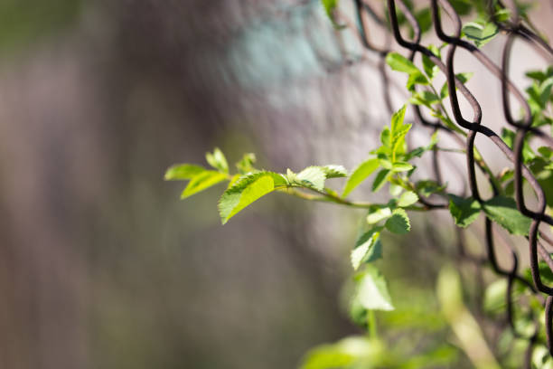 istock Steel wire mesh fence with trees 871657484