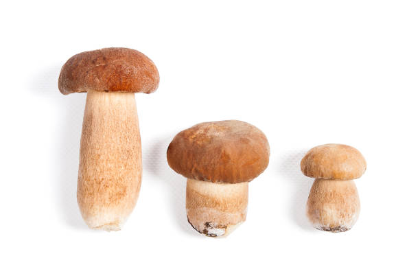 istock Several porcini mushrooms known as boletus edulis on white 871657506