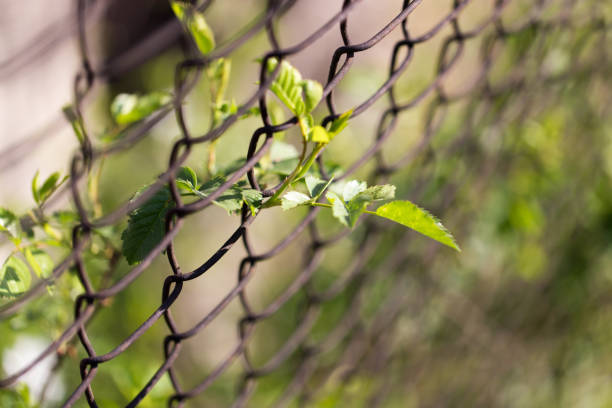 istock Steel wire mesh fence with trees 871657566