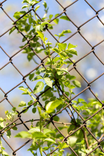 istock Steel wire mesh fence with trees 871657762