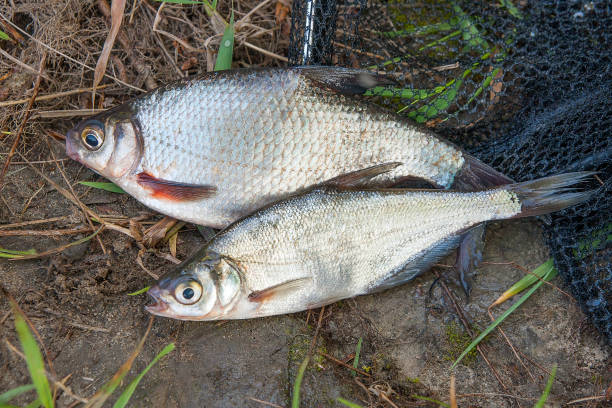 istock White bream or silver fish and zope or blue bream 871661184