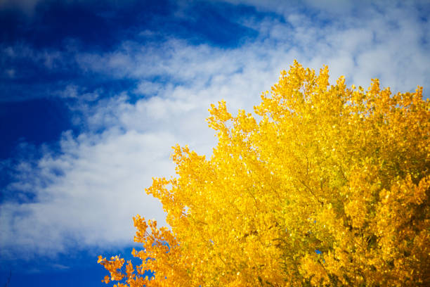 Autumn Glory: Golden Cottonwood Leaves, Blue Sky Autumns glory: gold leaves of a cottonwood tree and brilliant blue sky. Copy space in the sky. Shot in NM. cottonwood tree stock pictures, royalty-free photos & images