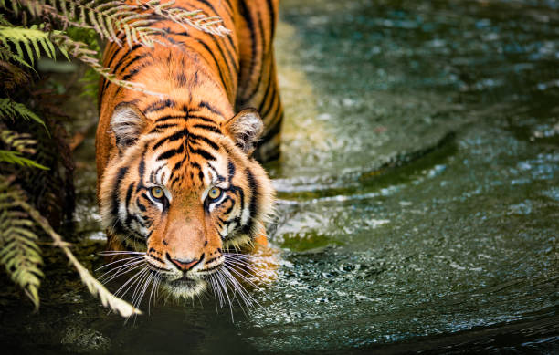 tiger - tiere bei der jagd stock-fotos und bilder