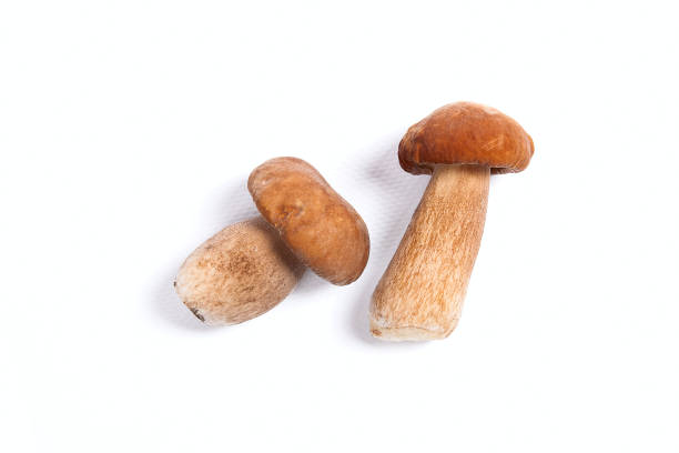 istock Two porcini mushroom known as boletus edulis on white 871664428