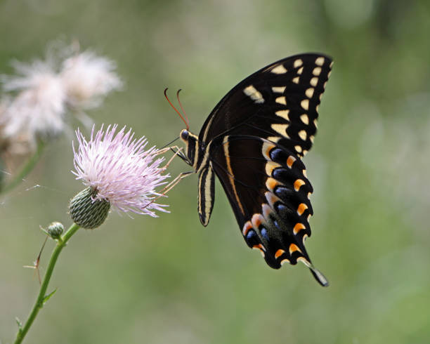 istock Palamedes Swallowtail Butterfly 871664628