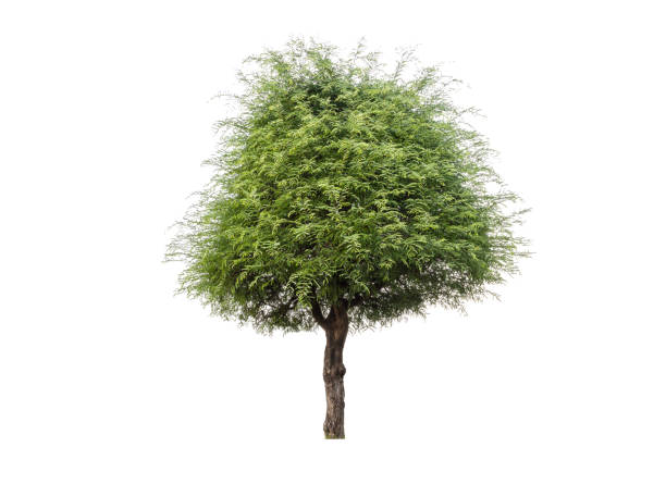 albero isolato su uno sfondo bianco - oak tree treelined tree single object foto e immagini stock