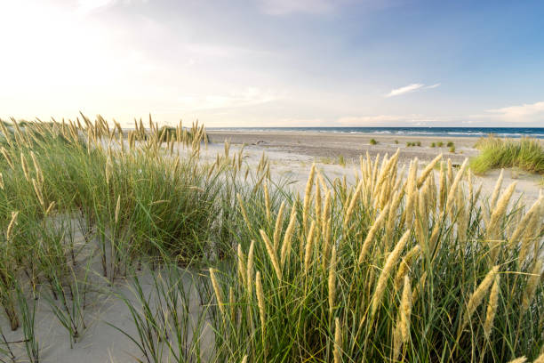 istock Beach with sand dunes and marram grass in soft evening sunset light. 871664890
