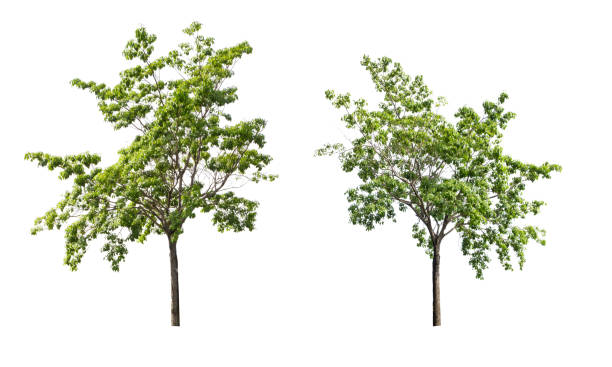 la raccolta degli alberi,albero isolato su uno sfondo bianco - oak tree treelined tree single object foto e immagini stock