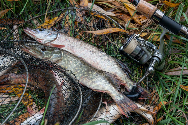 istock Freshwater pike fish lies on landing net 871665044