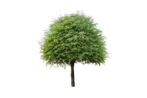 木の白い背景に対して隔離 - oak tree treelined tree single object ストックフォトと画像