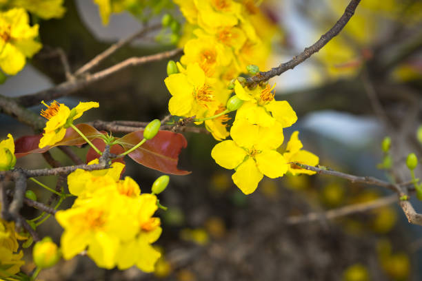 istock Yellow apricot blossom 871665226
