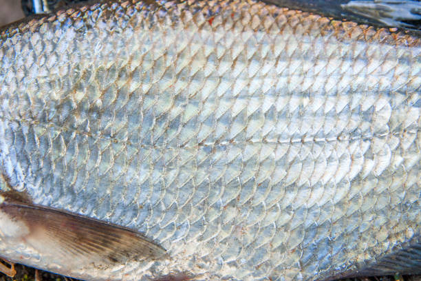 istock Common bream fish scales as natural background. 871665666