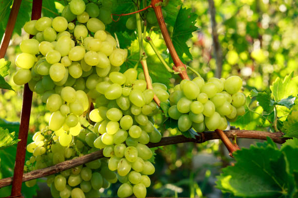 istock bunch of ripe grapes 871668190