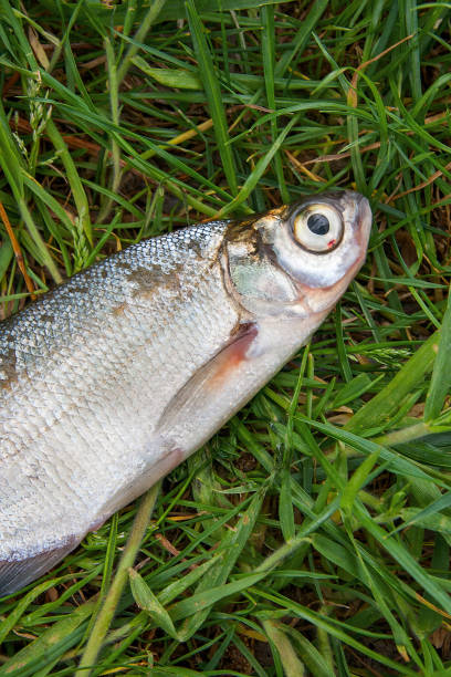 istock Single freshwater fish zope or the blue bream 871668368