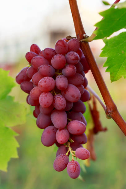 istock bunch of ripe grapes 871671692