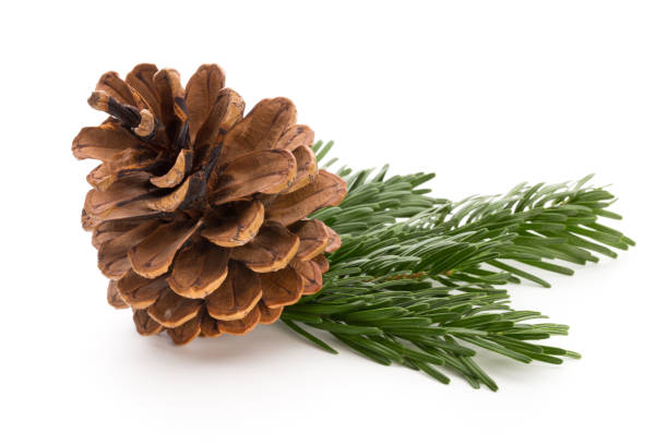 istock Christmas cone with red berries on a bokeh background. 871672356