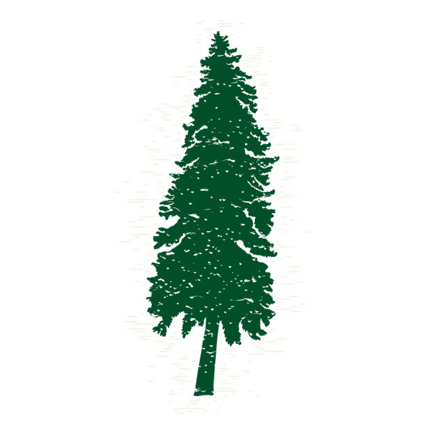 illustrazioni stock, clip art, cartoni animati e icone di tendenza di silhouette sempreverde vettoriale di pino e abete, conifera, elemento di design della natura. - christmas branch pine tree evergreen tree