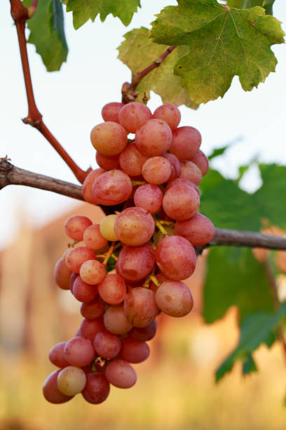 istock bunch of ripe grapes 871675392