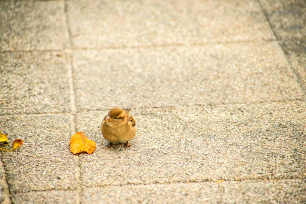 house sparrow in a pedestrian area
