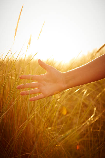 istock Hand reaching out to touch the helmgrass. 871679388