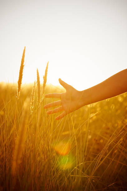 istock Hand reaching out to touch the helmgrass 871679390