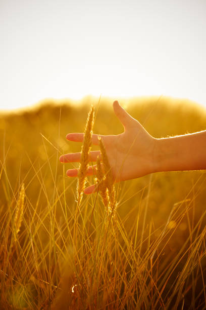 istock Hand reaching out to touch the helmgrass 871679412