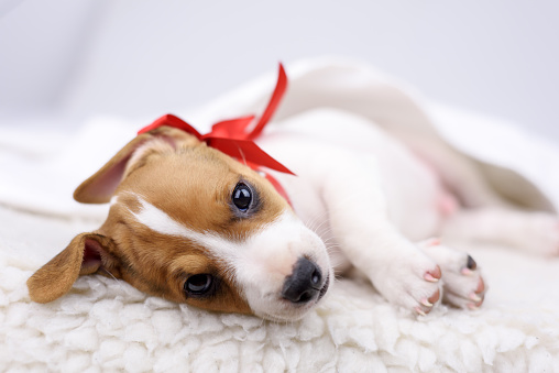 jack russel puppy with red bow laying on the white bed. Christmas concept